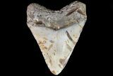 Bargain, Megalodon Tooth - North Carolina #82931-2